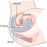 Adam & Eve Licking Vibrator with Remote